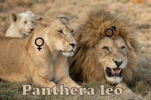 leoni